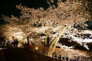 【4月】桜の季節限定!!信州産スパークリングワイン付きプラン