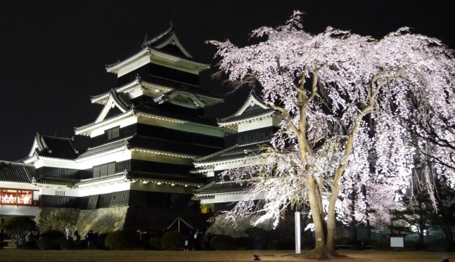 松本城🌸夜桜会🌸本日よりスタート！！画像