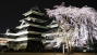 松本城🌸夜桜会🌸本・・・画像